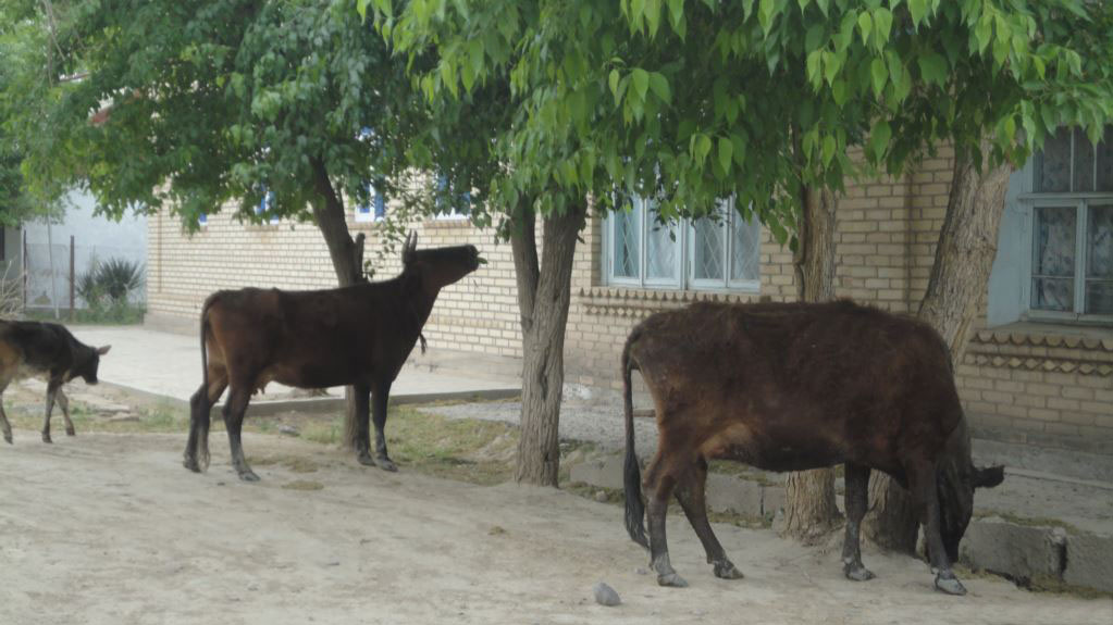 Cattle dies in Turkmenistan