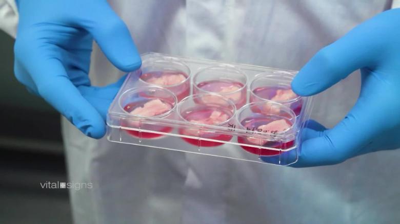 Harvard researchers grew meat in a lab from cow and rabbit cells