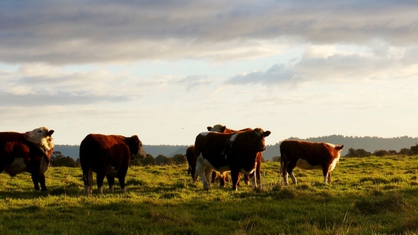 US cattle industry to exit the expansion cycle