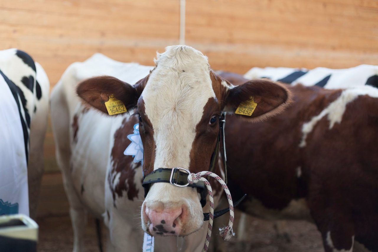 В Грузии прошла выставка КРС Cattle Expo-2019