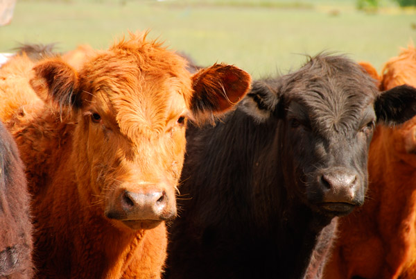 The Government of the Russian Federation does not intend to extend the VAT preference on pedigree cattle