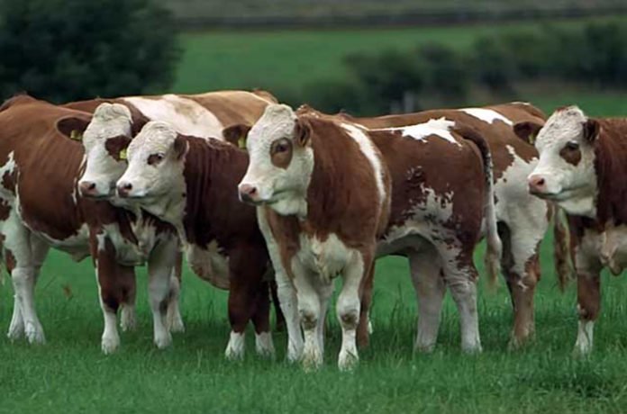 Производство мясного скота в России увеличилось на почти на полтора процента