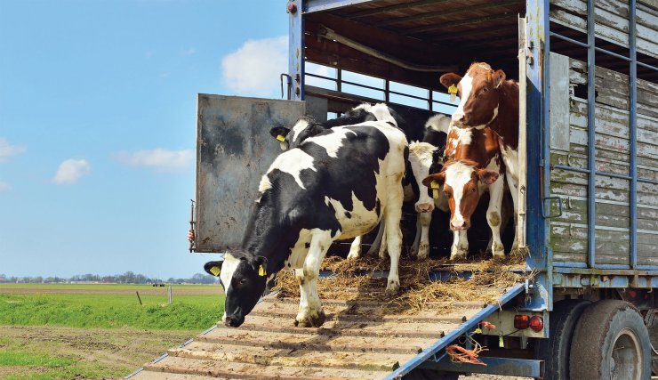 Казахстан ввел запрет на экспорт живого крупного и мелкого рогатого скота