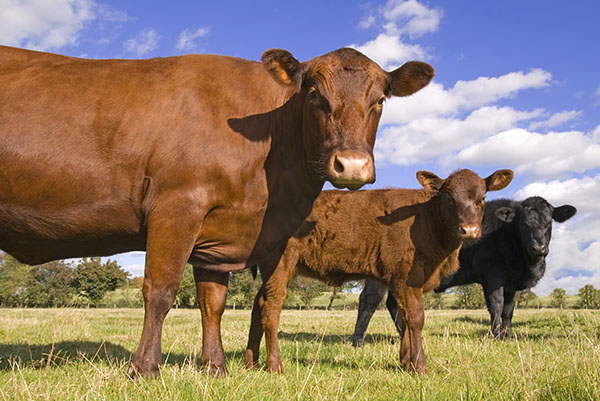 CH4 Global Launches Methane Tamer™ Beef Feedlot