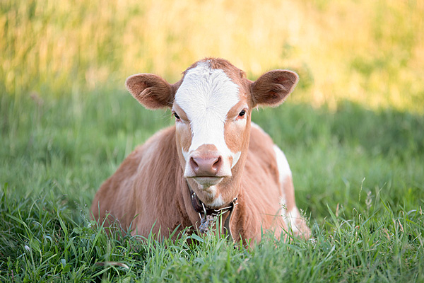 Kazakhstan plans to double funding for livestock in 2022