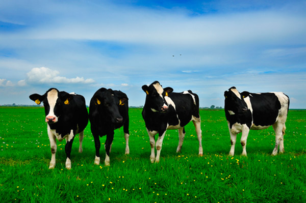 Mongolia will create quarantine zones on the border with Russia and China for stable meat exports