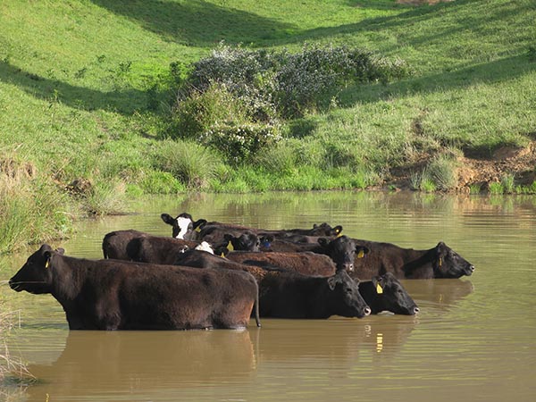 Genetically Edited Beef Cattle Receives US Regulatory Approval