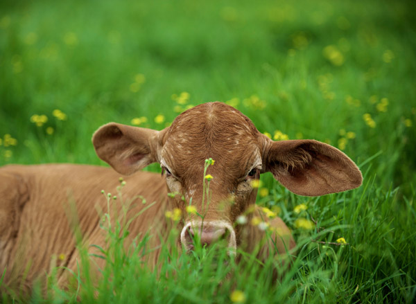 The Ministry of Agriculture announced new data on the production of meat, milk, poultry and livestock