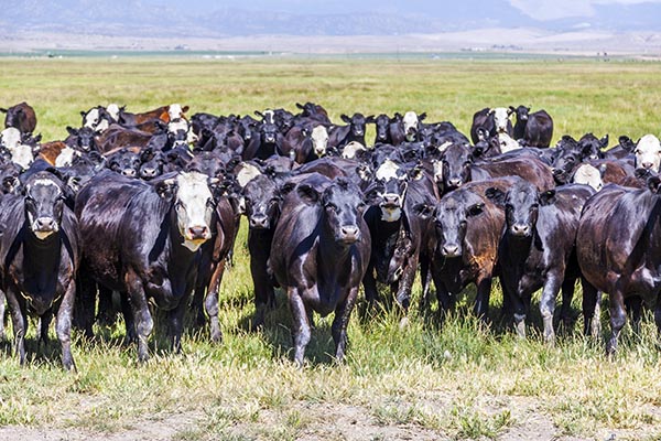 Министерство сельского хозяйства США выделит 2,29 миллиона долларов на охрану здоровья скота