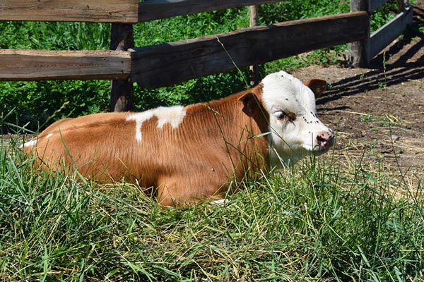 Власти Армении вакцинируют скот против ящура