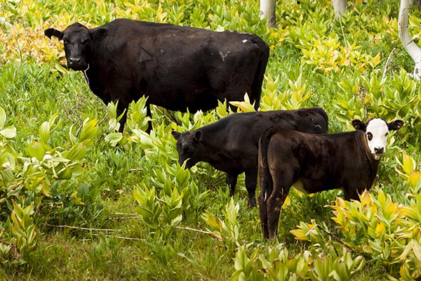 JBS and DSM partner to substantially reduce methane emissions in beef