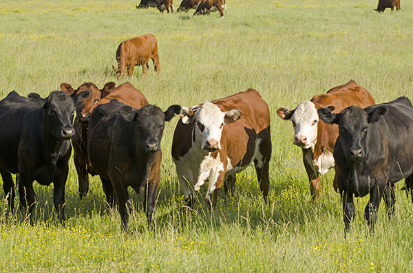 Экспорт крупного рогатого скота из Грузии продолжает расти