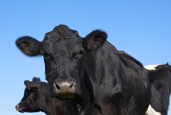 Russia increased live cattle imports