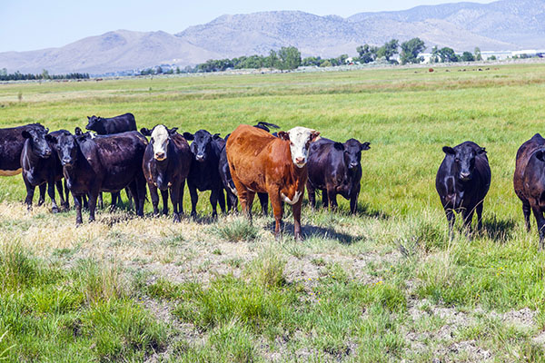 Cattle Producers to Work with Biden Administration