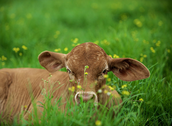 В Украине сократилась численность коров