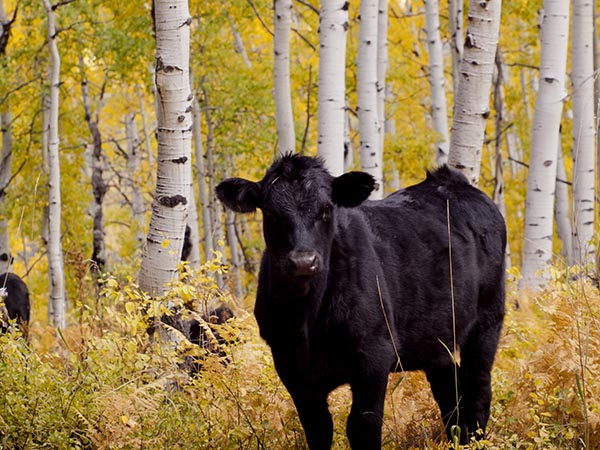 A beef cattle farm will start operating in the fall in the Novosibirsk region of Russia