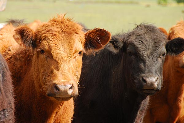 Armenia - Country Commercial Guide: Livestock Farming